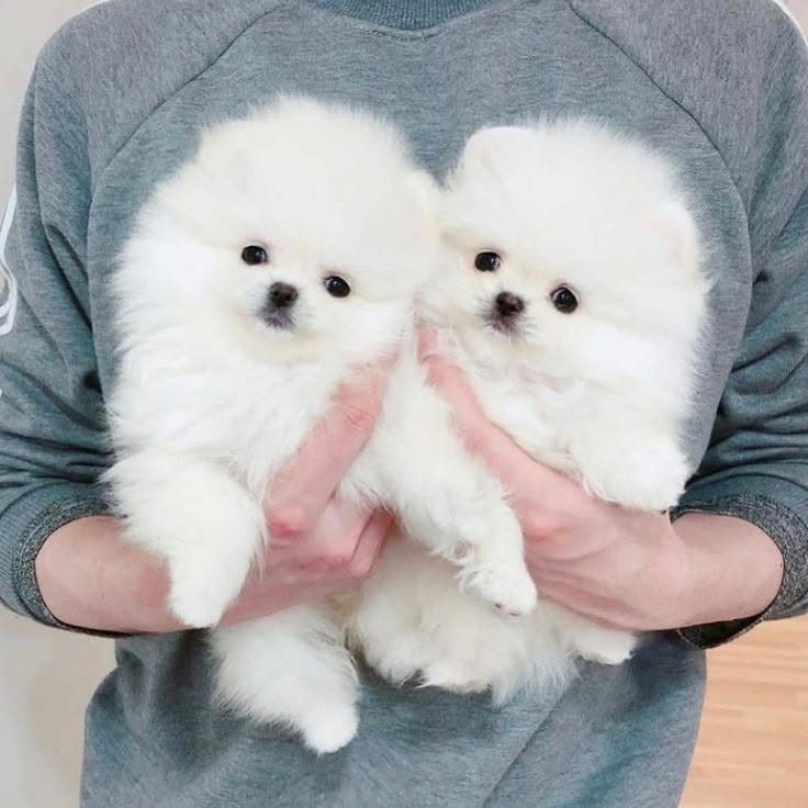 Beautiful Pomeranian puppies for good home