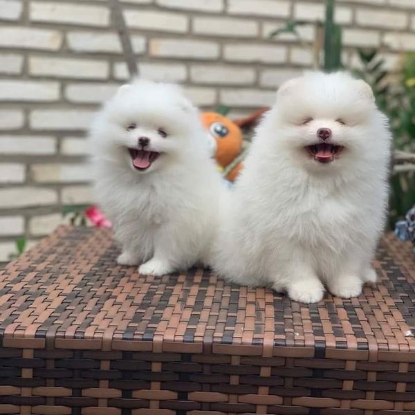 Purebred Pomeranian Puppies Available